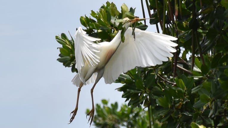 egret near mohana river
