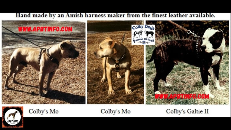Colby's Mo and Colby's Galtie 2 Colby Family Harnesses