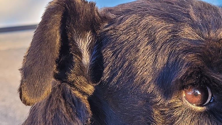 Gros plan sur reproducteur Schnauzer