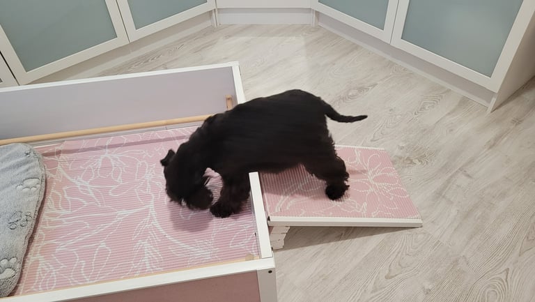 Maman Schnauzer nain découvre son nid