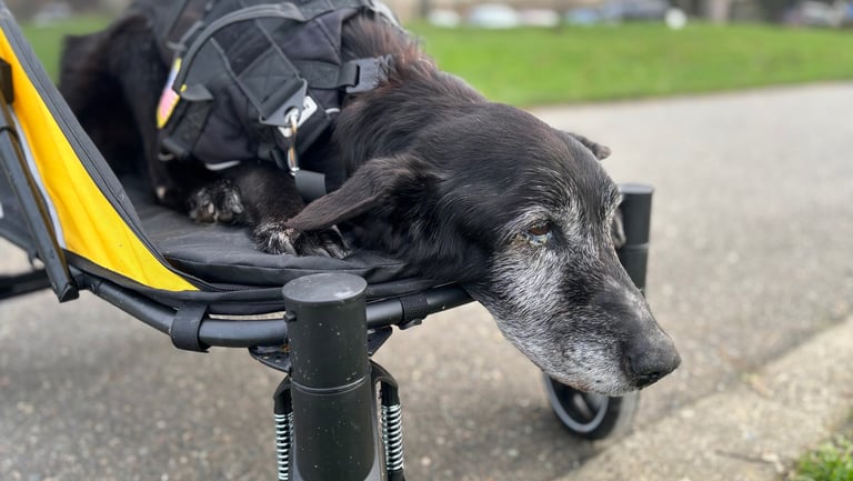 Senior dog riding in a dog stroller