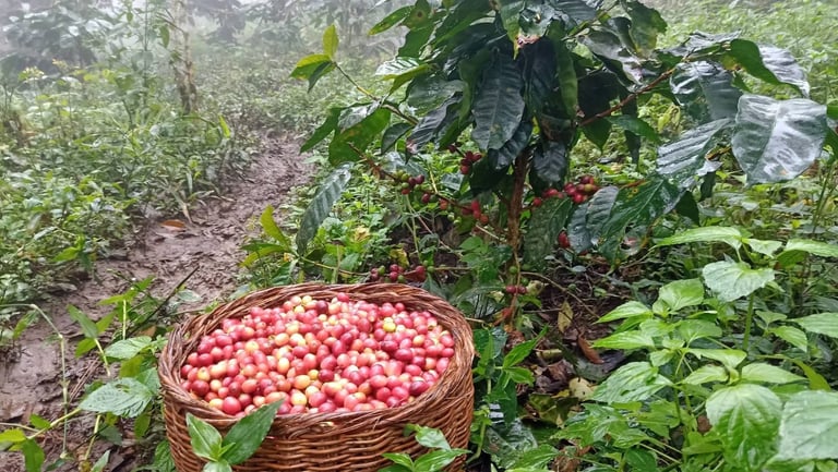 Una cesta tradicional llena de cerezas de café rojas y maduras, cosechadas de plantas de café