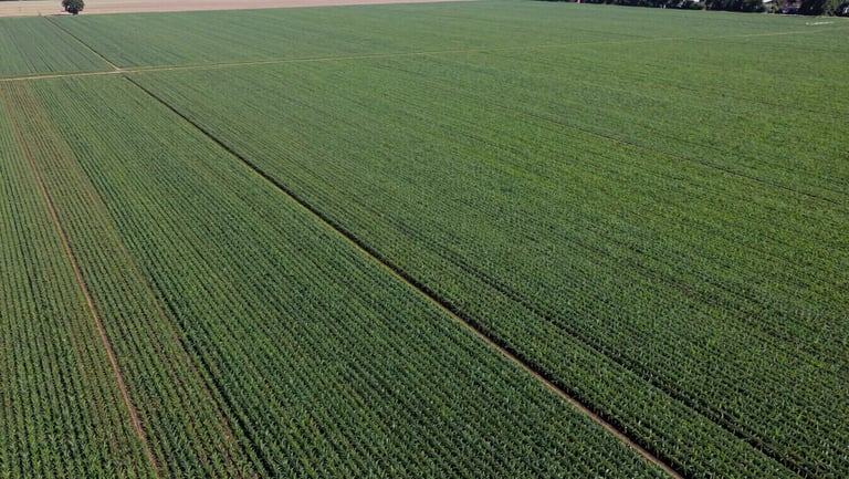 Expansive aerial drone shot of precision-irrigated commercial corn and soybean fields under bright midday sun, structured green rows stretching to the horizon.