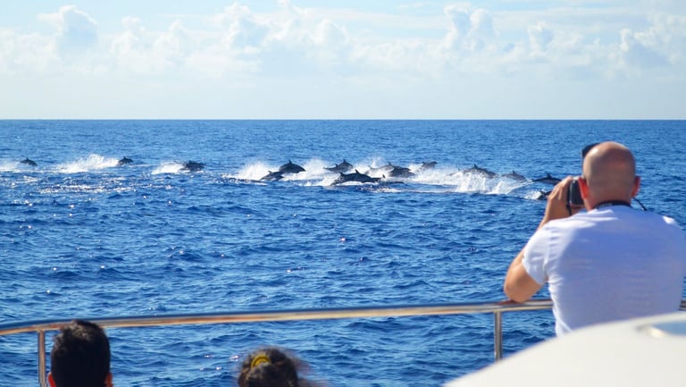 A large pod of dolphins leaping through the waves of the Atlantic Ocean, seen from a VIP Dolphins catamaran in Madeira.