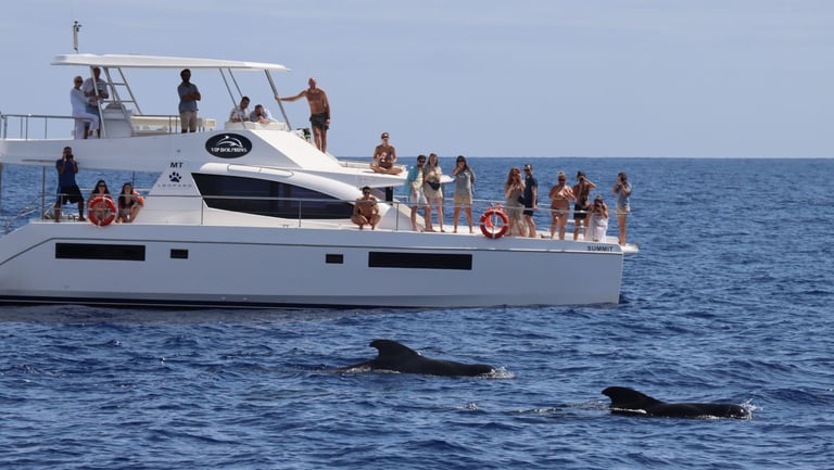 Passengers on the VIP Dolphins catamaran watching two pilot whales surfacing in the Atlantic Ocean.