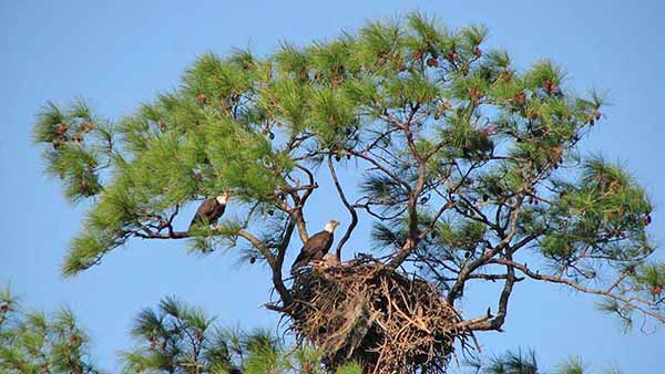 Picture of two eagles in nest