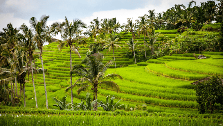 ryžių terasos Bali