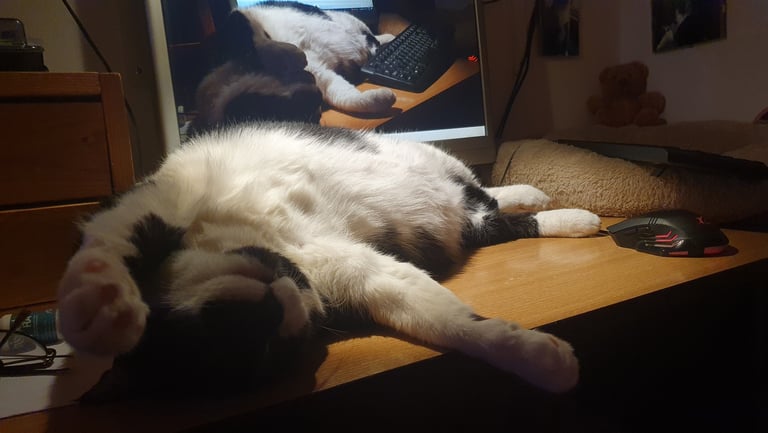 Minou in all his splendour