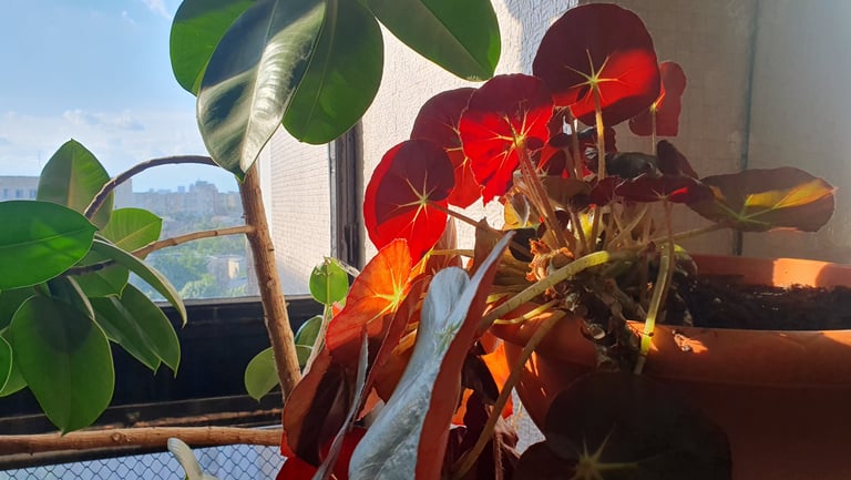 Begonia's elephant ears in the sunset
