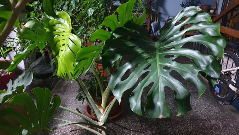 My beauuutiful monster monstera!