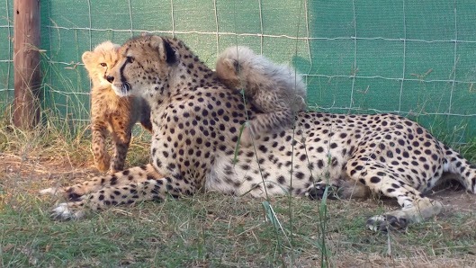 Emdoneni cat rehabilitation centre near Albizia Tented Camp in Hluhluwe