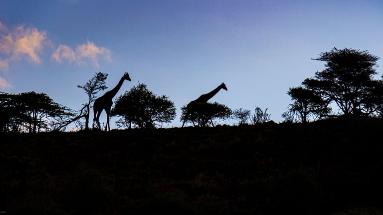 Two giraffes silhouetted against an evening sky.