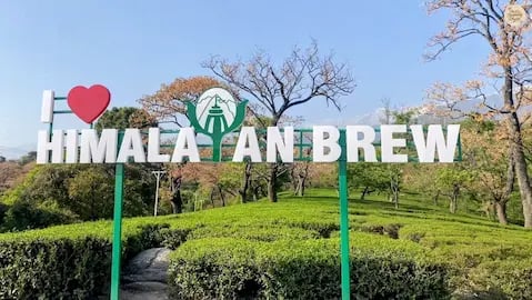 Himalayan Brew Tea Garden Dharamshala.