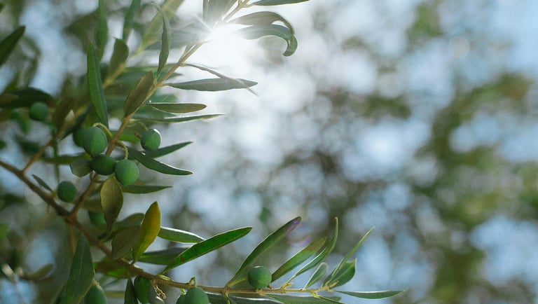 Olive Tree - Extra Virgin Olive Oil