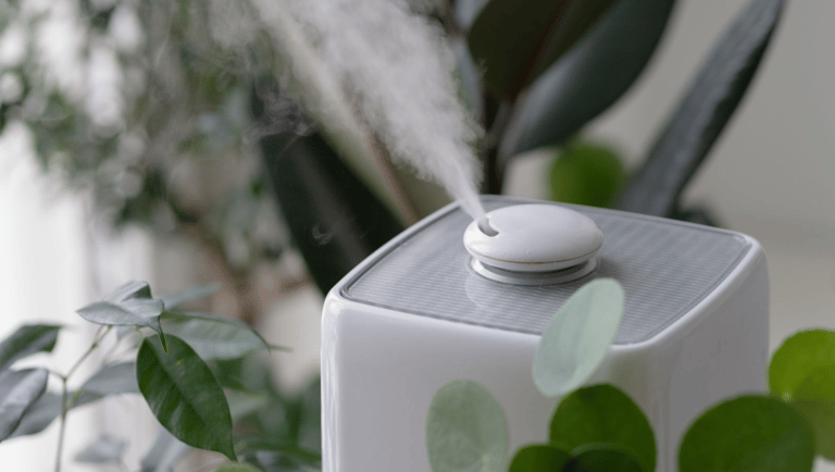 a humid box with a humider and a plant