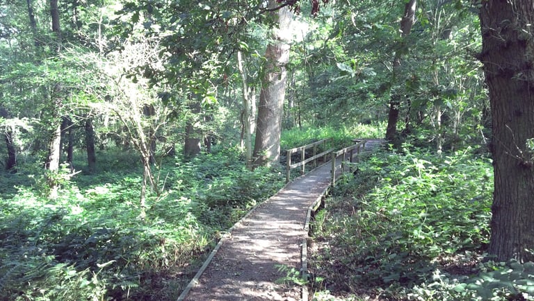 A peaceful woodland path surrounded by lush vegetation and trees
