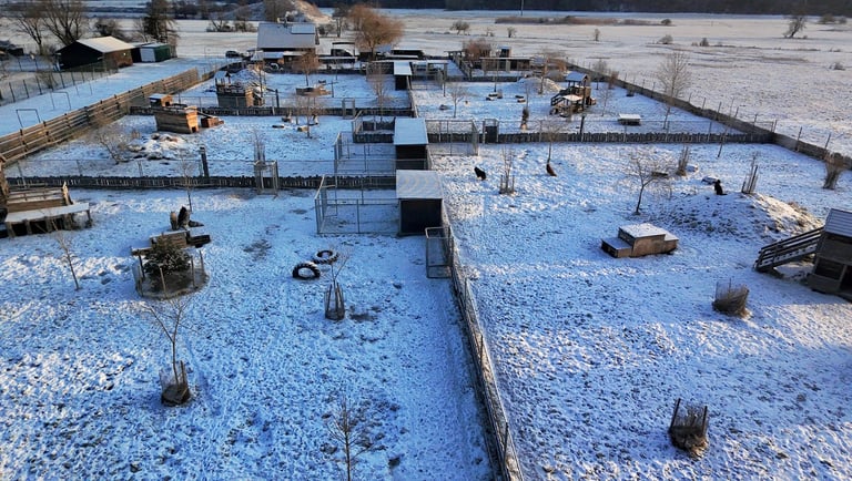 Husky-Erlebnisse, Husky-Ausfahrten, Husky-Trekkingtouren, Husky Abenteuer, Dietfurt, Bayern