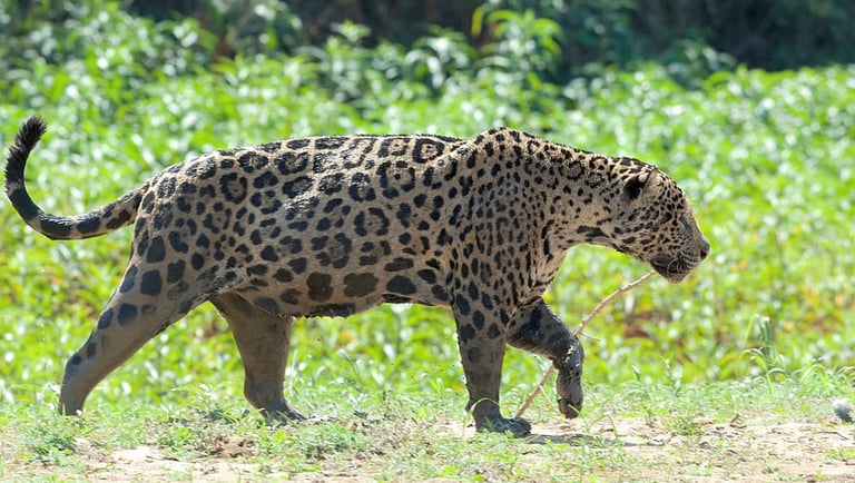 Jaguar Adventure Tour in Pantanal