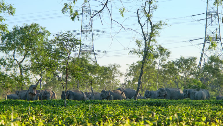 A herd of wild elephants grazing in a lush green tea garden under high-voltage power lines.