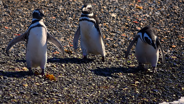 Penguins at play on Penguin Island in the Beagle Channel