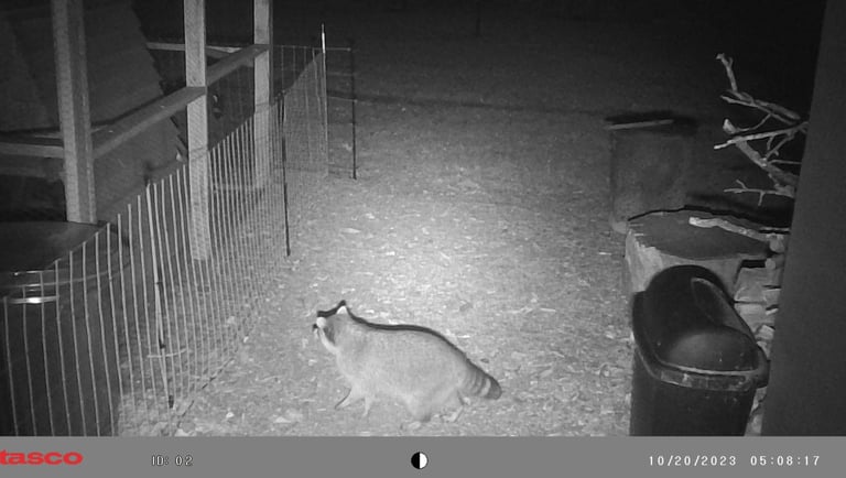 Racoon in our backyard.