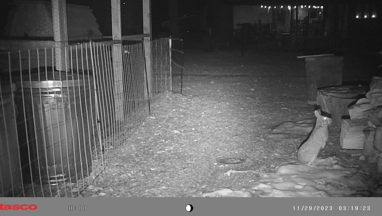 Rabbit in our backyard.