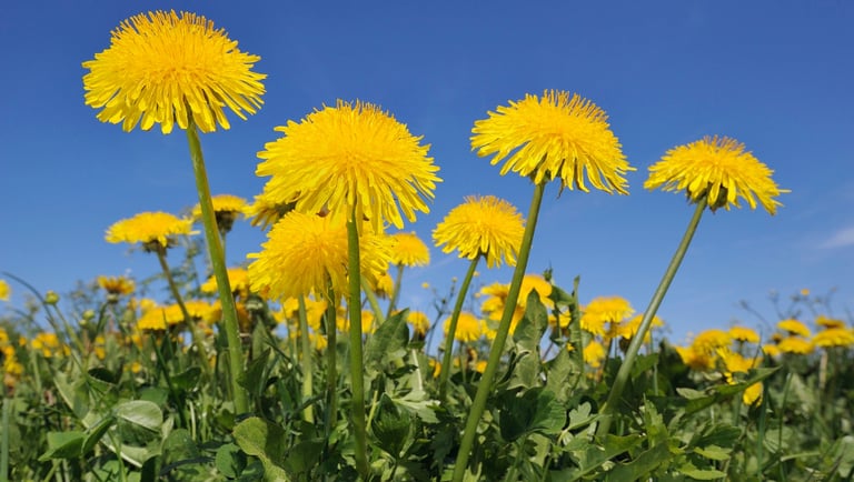dandelion farm