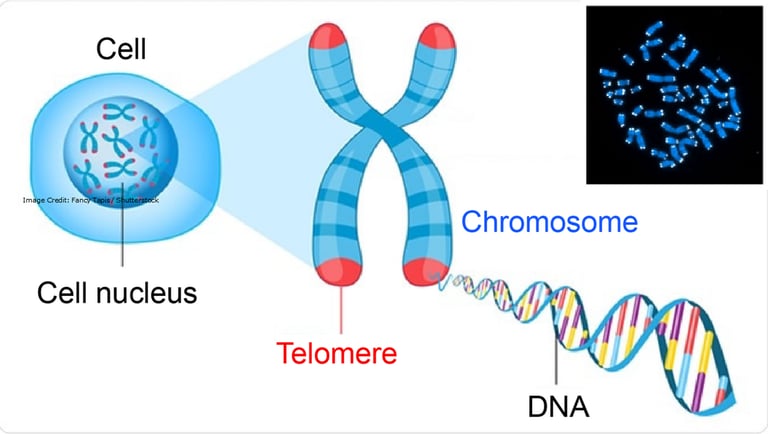 telomeres