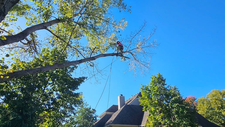 Professional arborist trimming high tree branches above a residential home for safe tree removal services.