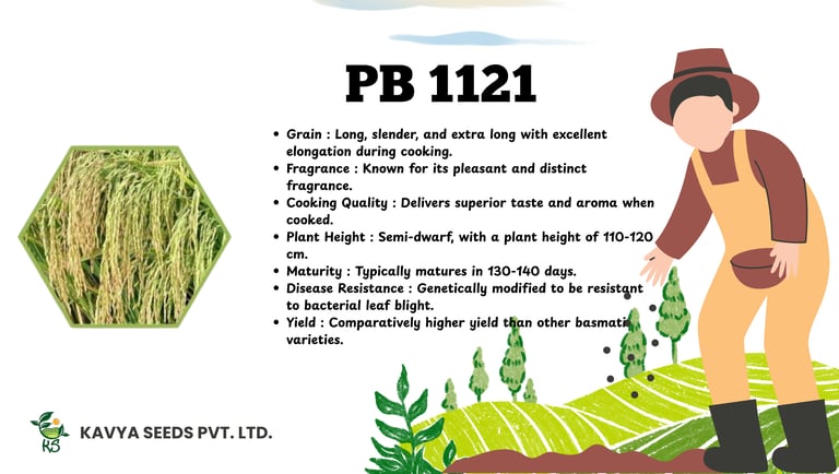 Infographic for PB 1121 Basmati rice seeds by Kavya Seeds featuring plant characteristics and yield.