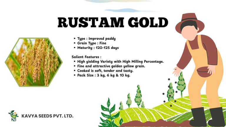 Rustam Gold improved paddy seeds by Kavya Seeds, featuring high yield fine golden grains.