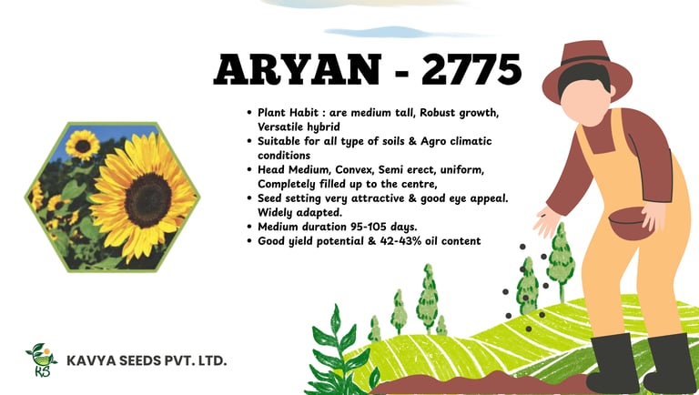 Aryan-2775 hybrid sunflower seeds product features and yield information by Kavya Seeds.