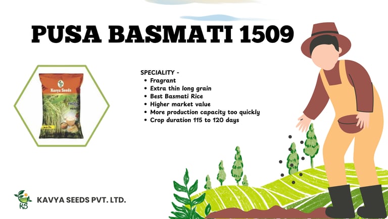 Kavya Seeds Pusa Basmati 1509 high-yield long grain paddy rice seeds for agriculture.