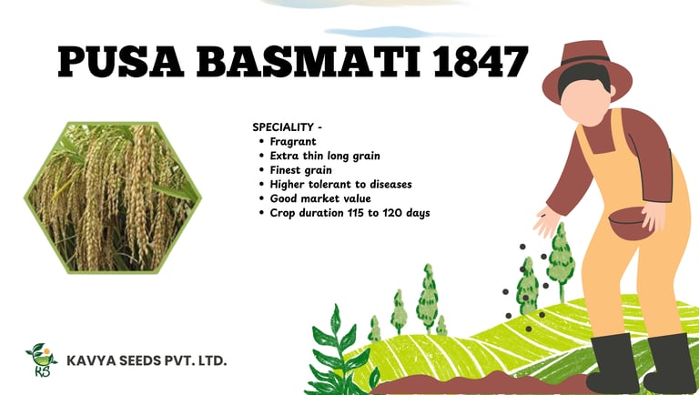 Pusa Basmati 1847 rice seeds infographic detailing extra thin long grain specialty and high yield features.