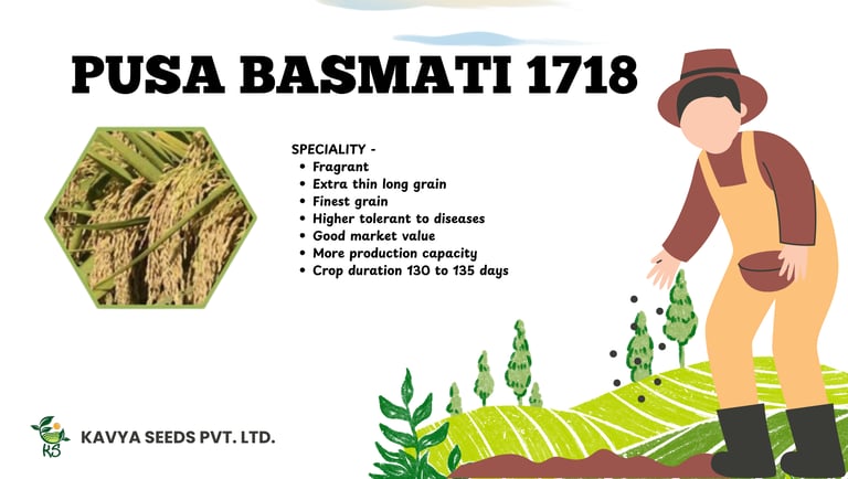 Pusa Basmati 1718 rice seeds infographic showing crop benefits and long grain paddy features.