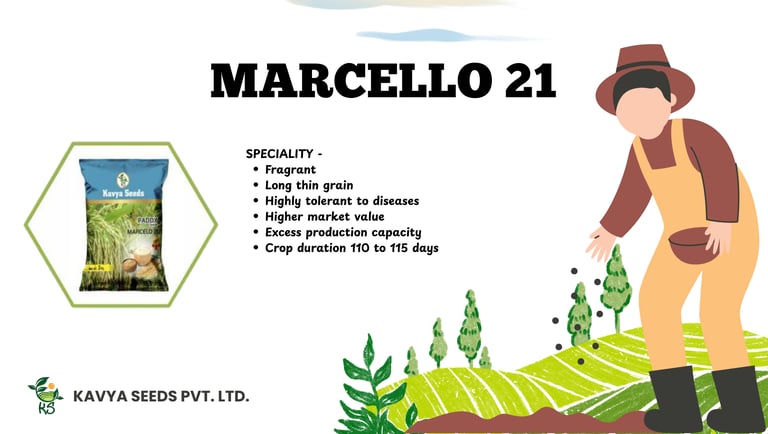 Marcello 21 fragrant long thin grain paddy seeds by Kavya Seeds with high yield features.