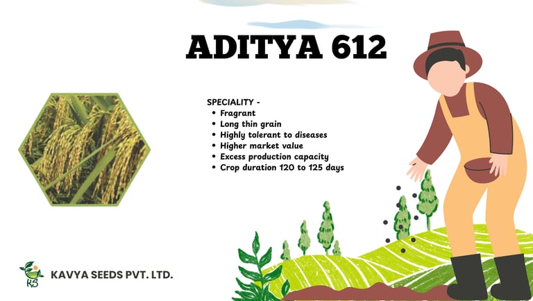 Aditya 612 long thin grain rice seed variety features by Kavya Seeds Pvt. Ltd. with high disease tolerance.