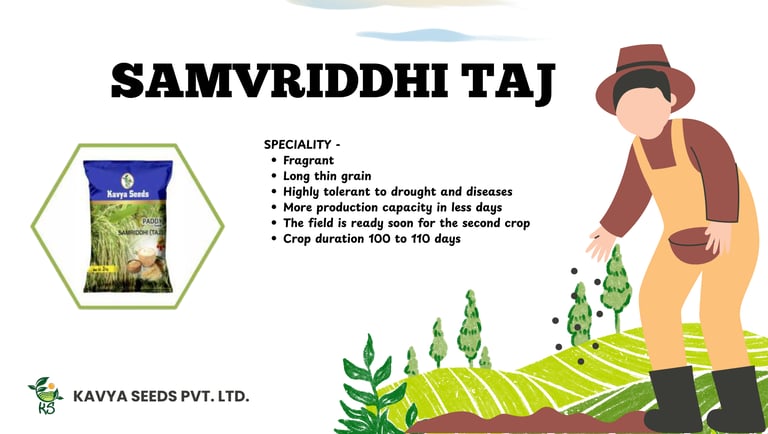 Kavya Seeds Samvriddhi Taj fragrant paddy seeds featuring long thin grains and drought tolerance.