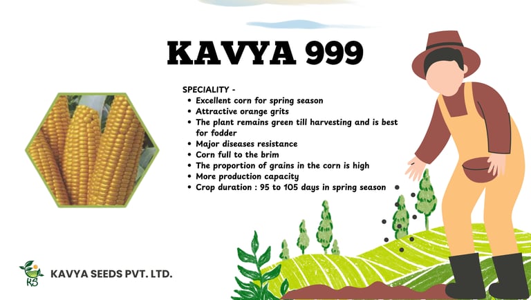 Kavya 999 high-yield hybrid corn seeds advertisement with spring season specialty features.