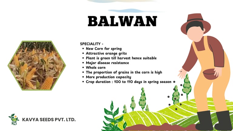 Balwan hybrid corn seed advertisement by Kavya Seeds featuring high-yield crop benefits and orange grits.