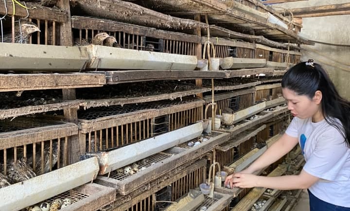 trứng chim cút bóc sẵn Đông Anh, Hà Nội, chim cút thịt, chim câu thịt giá sỉ