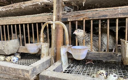 trứng chim cút bóc sẵn, chim cút thịt, chim bồ câu thịt giá sỉ Đông Anh Hà Nội (1)