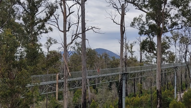 tree top walk amongs eucalyptus over 100 metres
