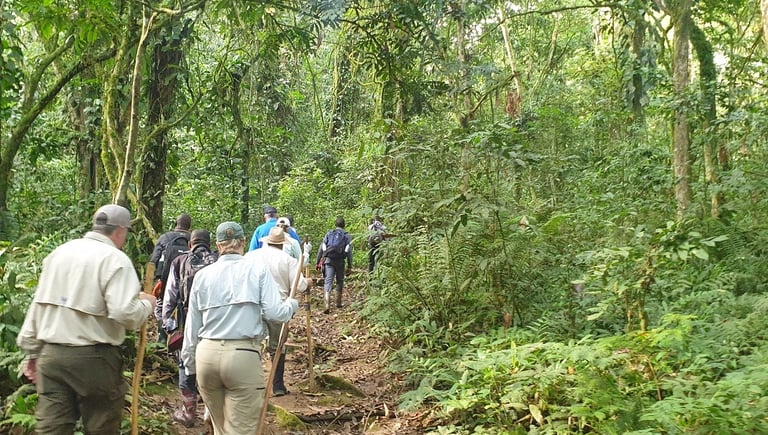 gorilla trekking in Uganda