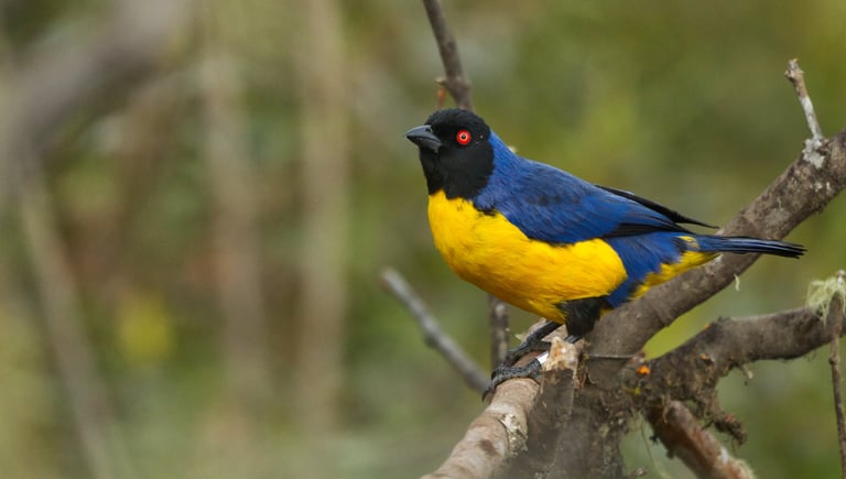 Colombia Andes Bird Photography Tour