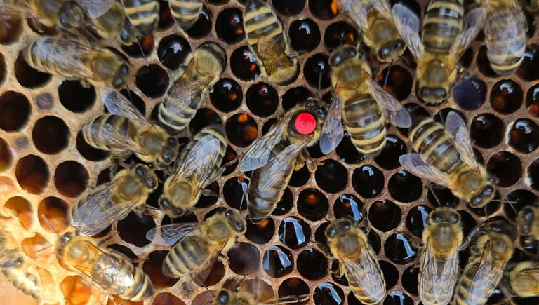 Matka pszczela ze znaczkiem