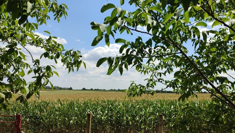Stabla oraha i kukuruzi usred leta