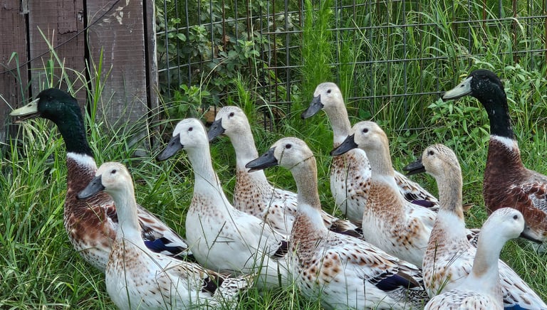 Small flock of welsh harlequin ducks standing in tall green grass