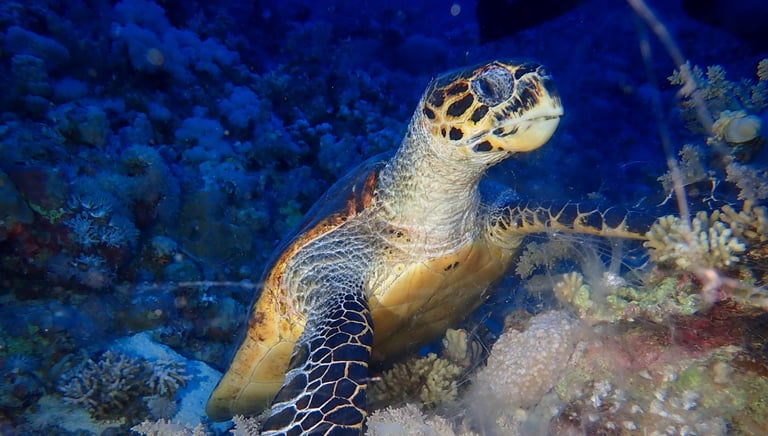 Bouillante voyage france guadeloupe