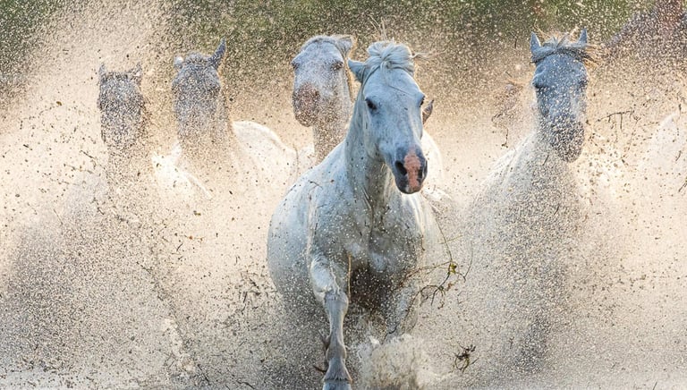 a group of horses running through the water